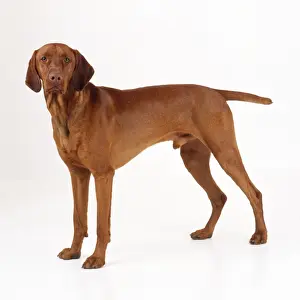 Hungarian Vizsla Dog