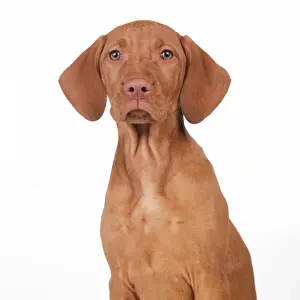 Hungarian Vizsla Dog JD 12703 Portrait of puppy sitting. 10 weeks old. © John Daniels / ARDEA LONDON