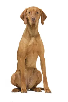 Images Dated 24th July 2007: Hungarian Vizsla - in studio. Also known as Magyar Vizsla