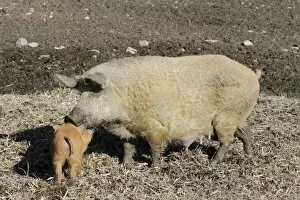Images Dated 3rd March 2010: Hungarian Wolly Domestic Pig - sow with piglet on farmland - Hessen - Germany