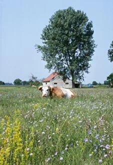 HUNGARY - flowery steppe grassland with cow