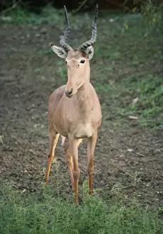 Hunters Prints: Hunter's Hartebeest / Hunter's Antelope / Hirola / Foureyed Antalope