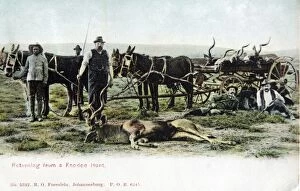 Hunting kudu in South Africa, old postcard postmarked 1909