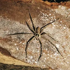 Scary Prints: Huntsman Spider Florida, USA