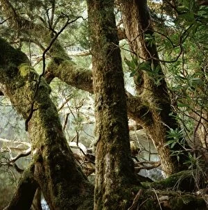 Pines Gallery: Huon pines - that take centuries to mature, now rare