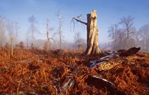 Decay Prints: HURRICANE