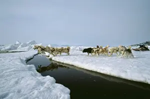 Pulling Prints: Husky Dog 33 Dog sled. Candian Arctic, Ice floe © Doc White / ARDEA LONDON