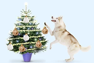 Husky Dog hanging Cat baubles on Christmas Tree