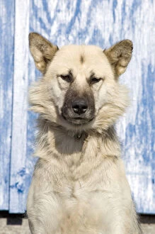 Images Dated 20th August 2012: Husky dog, Ittoqqortoormiit, Scorsby sound