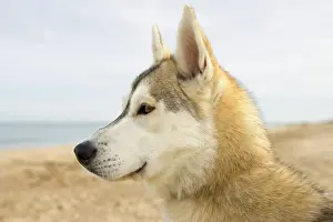 Husky Dog - portrait on beach Waxham Norfolk UK