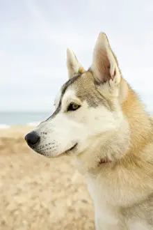 Husky Dog - portrait on beach Waxham Norfolk UK