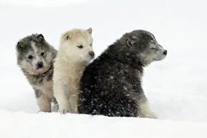 Litter Collection: Husky Dog - three puppies in snow Canada