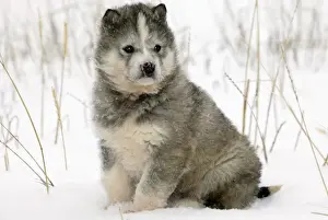 Husky Dog - puppy. Churchill - Manitoba - Canada