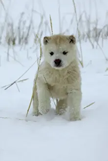 Husky Dog - puppy. Churchill - Manitoba - Canada