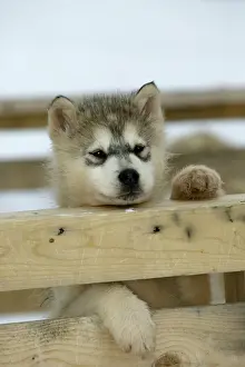 Fences Prints: Husky Dog - puppy peering over fence Churchill - Manitoba - Canada