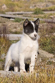 Images Dated 20th August 2012: Husky dog, Qaanaaq, Greenland