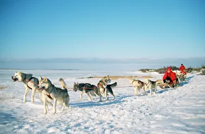 Working Collection: Husky Dog - sledding Canada