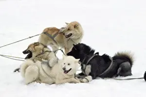 Competition Prints: Husky Dog - in sledge race Greenland