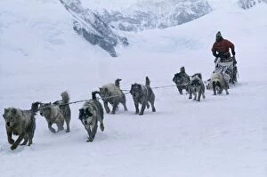Husky Dogs - pulling sledge, with driver