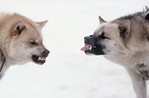 Angry Prints: Husky Dogs / Sledge race dogs - snarling & showing aggressive behaviour