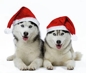 Images Dated 29th November 2007: Husky Dogs - wearing Christmas hats