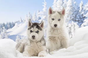 Husky puppies in the snow in winter