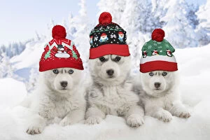 Bobble Gallery: Husky puppies in the snow in winter wearing Christmas