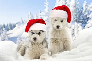 Images Dated 24th May 2021: Husky puppies in the snow in winter wearing red Christmas Santa hat Date: 09-04-2018