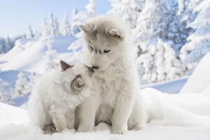 Birmans Gallery: Husky puppy and Birman kitten in the snow in winter