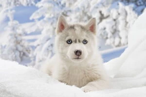 Husky puppy in the snow in winter