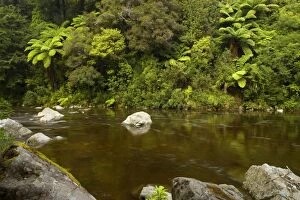 Hutt River - picturesque Hutt river with dense temperate rainforest alongside its banks