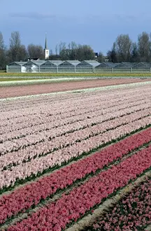Cultivate Prints: Hyacinth Flowers being cultivated - Holland