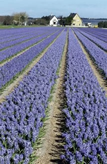 Images Dated 30th June 2008: Hyacinth Flowers being cultivated - Holland