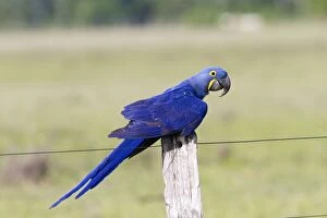 Images Dated 19th October 2011: Hyacinth Macaw