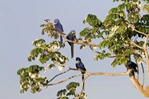 Images Dated 19th October 2011: Hyacinth Macaw