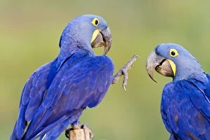 Images Dated 17th October 2011: Hyacinth Macaw
