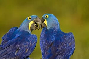 Images Dated 17th October 2011: Hyacinth Macaw
