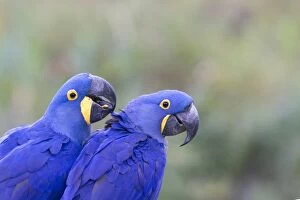 Images Dated 21st October 2011: Hyacinth Macaw