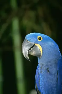 Macaws Prints: Hyacinth Macaw