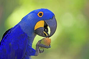 Fruit Gallery: Hyacinth Macaw adult eating a fruit of a Palm Tree