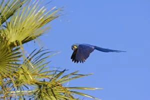 Approaching Gallery: Hyacinth Macaw - one adult in flight approaching a palm tree