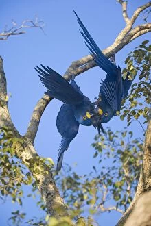Images Dated 22nd July 2010: Hyacinth Macaw - two adults playing around on a tree