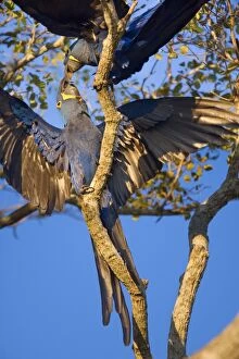 Images Dated 22nd July 2010: Hyacinth Macaw - two adults playing around on a tree