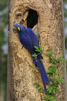 Images Dated 21st September 2009: Hyacinth Macaw, in the nest, Pantanal Wetlands