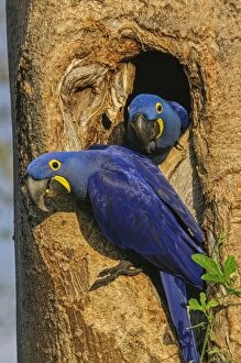 Images Dated 21st September 2009: Hyacinth Macaw, in the nest, Pantanal Wetlands