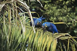 Macaws Prints: Hyacinth Macaw Pantanal, Brazil