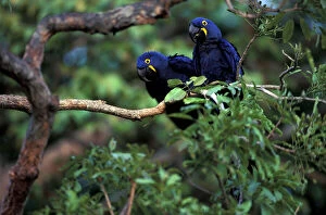 Perching Gallery: Hyacinth Macaws (Anodorhynchus hyacinthinus)