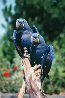 Hyacinth Macaws - pair on perch