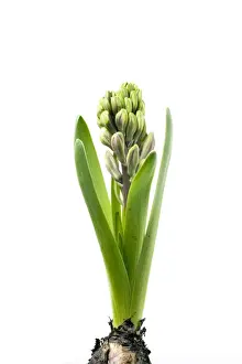 Hyacinth - Sequence 2 of 3