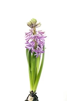 Images Dated 28th December 2007: Hyacinth - Sequence 3 of 3